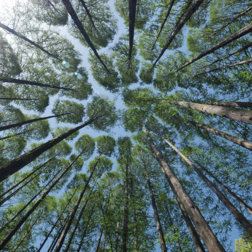 Vanaprastha: The Work of the Forest