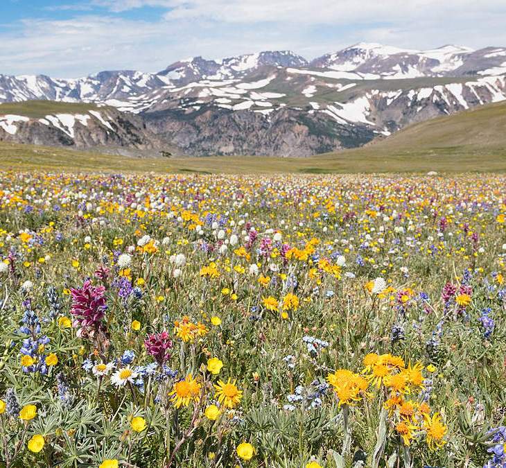 The Work Injury that Saved John Muir