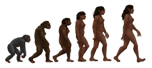 The evolution of female humans.